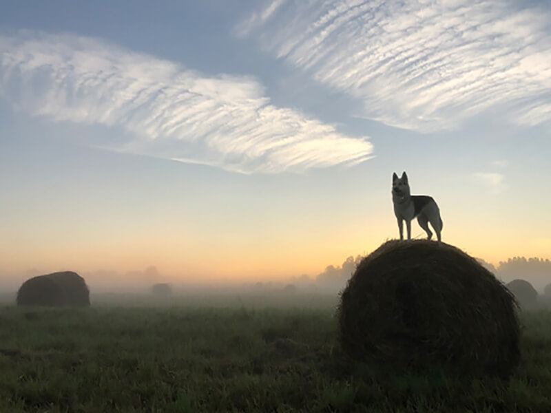 собака на стоге сена туманным утром